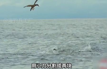 深海奇遇：渔民捕获巨大金枪鱼#钓鱼之旅