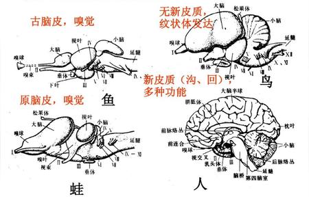 鱼类需要多久才能意识到渔线上的肉是陷阱？