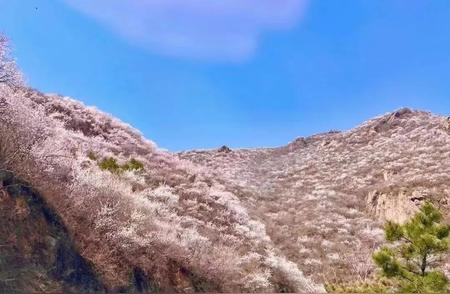 春日徒步京西古道，欣赏山花盛开之美