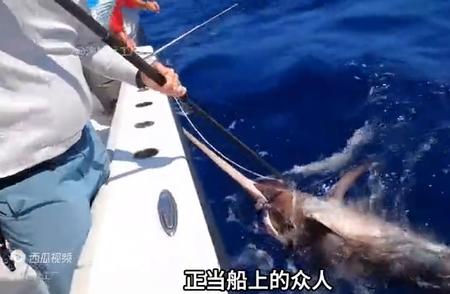 勇敢渔民与巨鲨搏斗，海上钓鱼惊险记