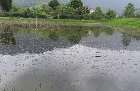 塘中龙虾爆满，夹草现象严重，钓虾高手们快来帮忙！