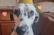 优雅的斑点狗：为什么它们的数量如此稀少？