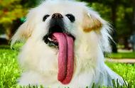 京巴犬表达爱意的几种方式，你家狗狗做过吗？