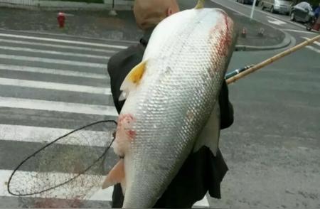 长江水域鳡鱼数量激增，当地渔民感叹白条鱼数量锐减
