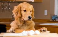 狗狗的七种人间美食：兽医的建议是适量食用