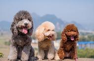 贵宾犬的六种常见颜色和四种罕见颜色，你了解多少？