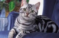 美国短毛猫：全球最受欢迎的十大猫种之一