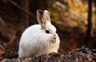北极的神秘生物：会变身的兔子与雪地靴