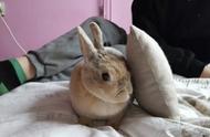 21只超级可爱的侏儒兔兔照片，让你忍不住笑出声