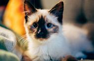 网友评选的最想养的六种短毛猫，除了英国短毛猫，你还知道几种？
