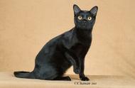 孟买猫的特点：除了黑色，还有哪些特性使其成为爱猫者的最爱？