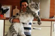 缅因猫因体重过大被误认为猞猁，送往动物保护中心，网友感叹：生活如此美好