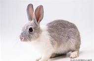 全球罕见的五种兔子品种