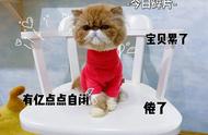 加菲猫的真实面目：为何越来越少人选择养它？