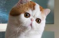 异国短毛猫的特征和外貌：大脸盘子，扁鼻子，圆脑袋