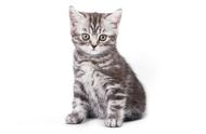 新手养猫指南：美国短毛猫的基本知识