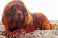 揭秘全球七大巨型犬种，了解三个以上才算犬界达人！