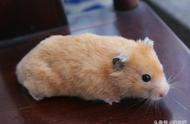 全球十大最迷人的仓鼠：它们的可爱程度足以让人心跳加速