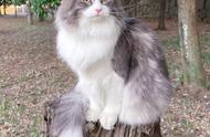 挪威森林猫的七大特质：仙气长毛，贵族气质，个性鲜明