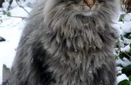每日送你一只猫：挪威森林猫，从不傲慢