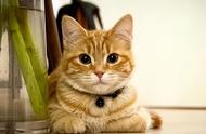缅因猫的体型，布偶猫的外貌，美短猫的智商：为何挪威森林猫不受欢迎？