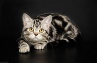 美国短毛猫：多彩绒毛与个性特质的完美结合