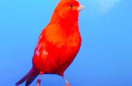 金丝雀鸟：羽色与鸣叫的完美结合，笼养观赏鸟的首选
