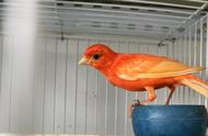 金丝雀：美观又易繁殖的家养鸟，你知道如何繁殖吗？