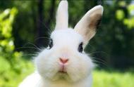 避免购买荷兰兔的陷阱：你需要知道的一切