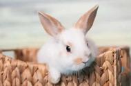 新手友好：可爱又粘人的宠物小兔子饲养指南