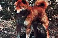 柴犬与中华田园犬的高贵之处：为何它差点消失，却成为日本人的国宝？