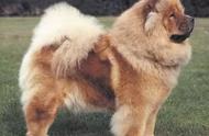 松狮犬：中国古老的犬种