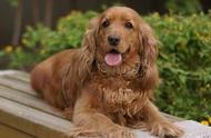 英国可卡犬：世界级的伴侣犬，欧美宠物界的长青树