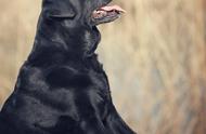 拉布拉多犬的饲养特性：你是否适合养它？