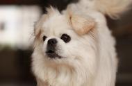 京巴犬：中国最受欢迎的犬种，为何却鲜有人养？