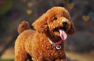 揭秘：泰迪犬其实是贵宾犬的别称？