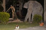 小虎斑猫的家园守卫战：与4吨大象的激烈对峙