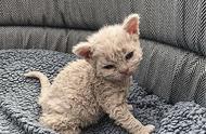 好心人的善举：捡到一只流浪猫，其卷毛酷似泰迪，但生下小猫后发现其身价惊人