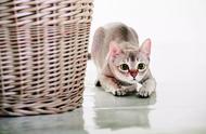 揭秘新加坡猫品种的神秘面纱