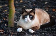 新加坡猫和雪鞋猫：适合饲养的猫咪品种推荐