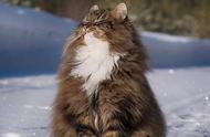 挪威森林猫：猫界的优雅智者，智商排行第四