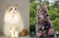 推荐给朋友们的猫咪品种：十六种选择（包括挪威森林猫和奥西猫）