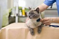 福懋动物医院：一对一问诊，猫瘟检测阳性，真的是猫瘟吗？