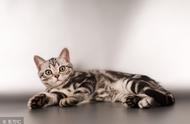美国短毛猫：一种优雅且友好的宠物