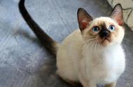 为什么养暹罗猫是个不错的选择？