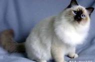 世界三大美丽猫咪：伯曼猫的上榜，聪明且温柔！