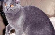 缅甸猫：被誉为'王猫'的宠物种类