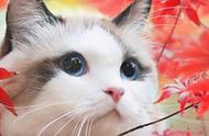 布偶猫的优缺点解析：仙女猫的真实面貌