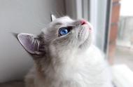 布偶猫的美颜盛世，隔着屏幕都能感受到的仙气