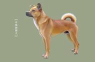 你知道中华田园犬的常见品种有哪些吗？